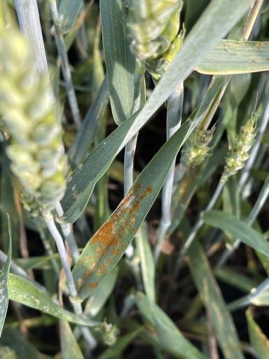 Агромониторинг