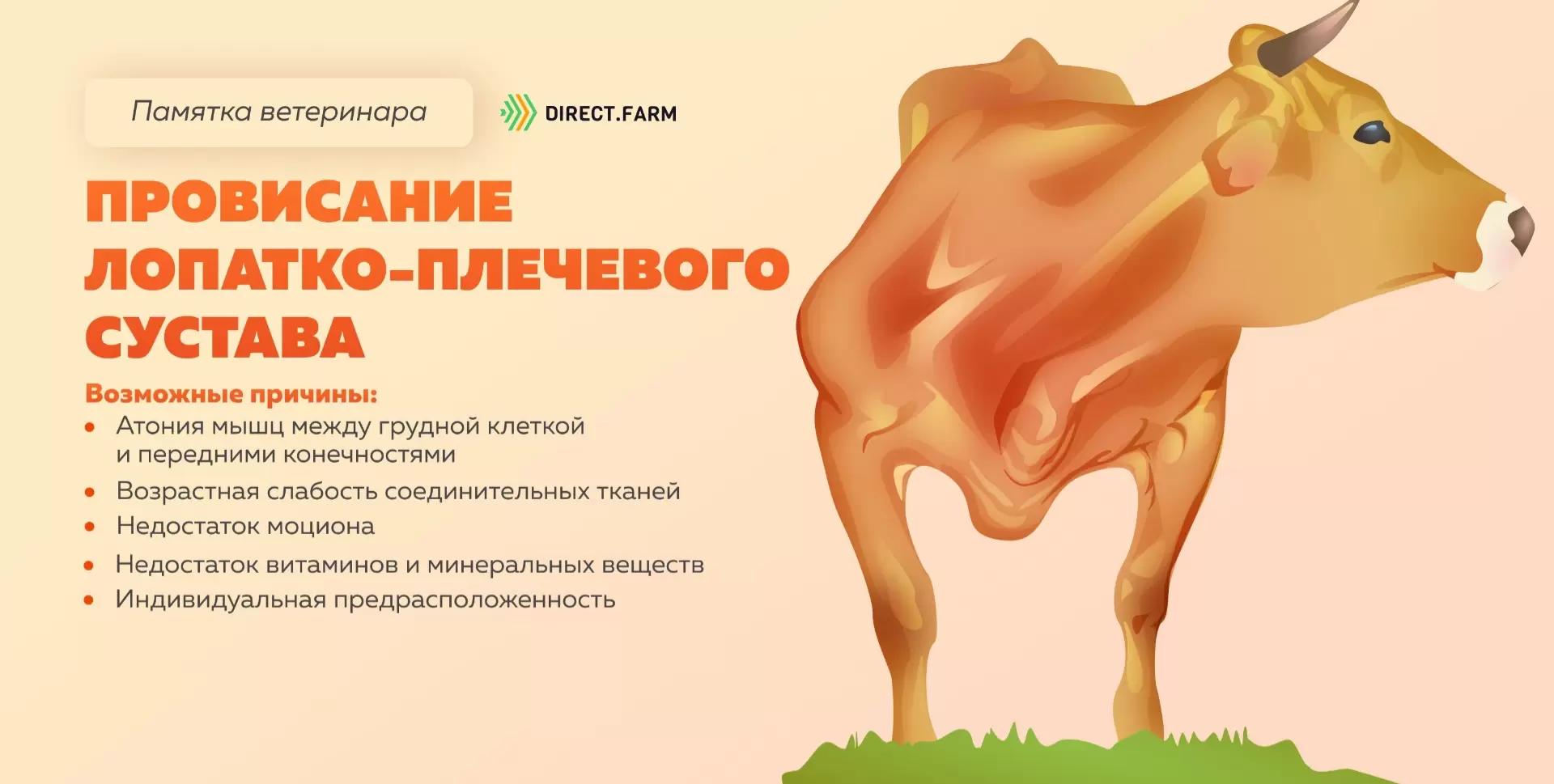 Памятка ветеринара: провисание лопатко-плечевого сустава у коровы
