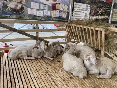 Лезгинская порода овец