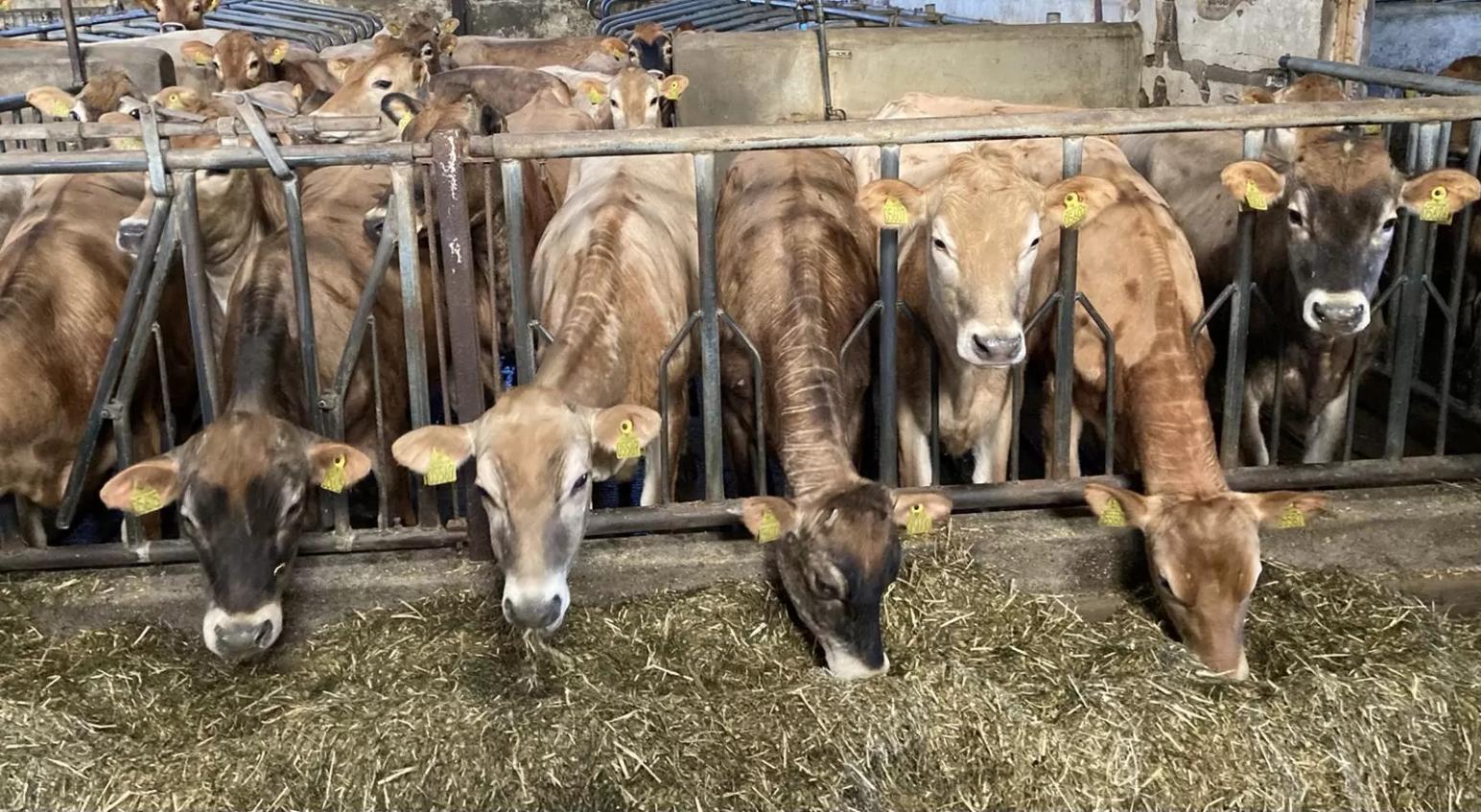 Молоко А2А2 и наркотик бета-казоморфин-7. Баланс между вредом и пользой