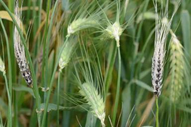 Твёрдая (каменная) головня ячменя