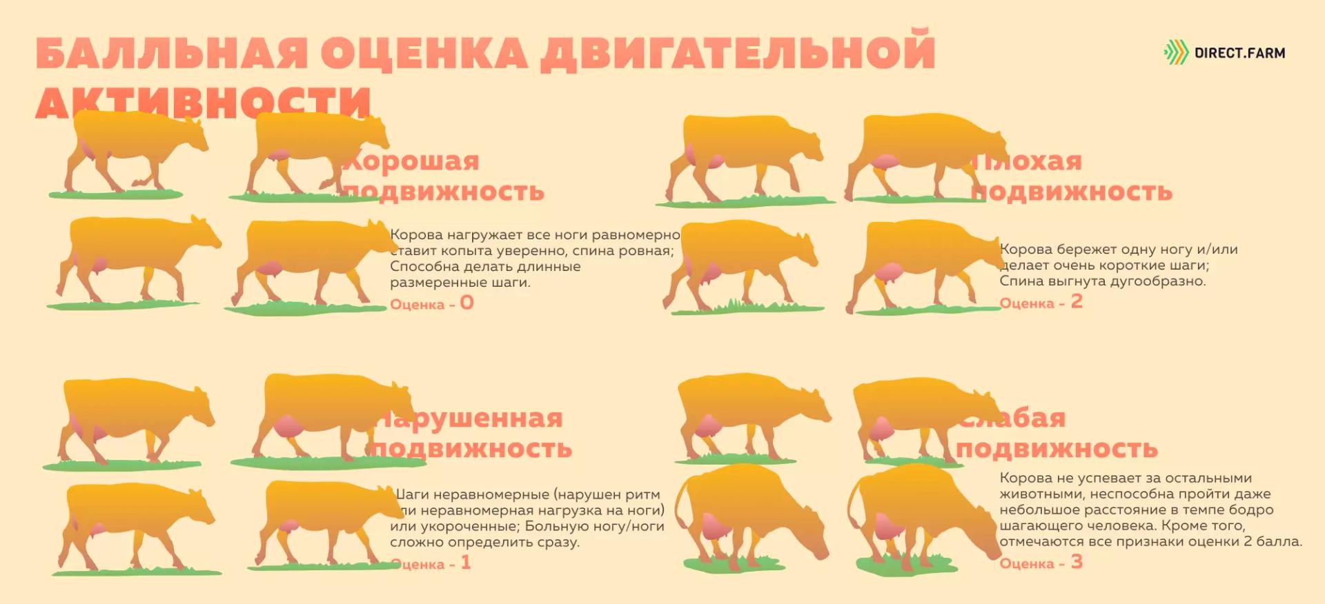 Балльная оценка двигательной активности коров