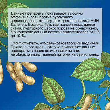 Рекомендации для контроля пурпурного церкоспороза