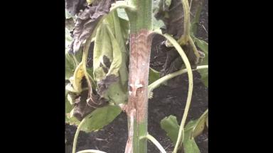 Склеротиниоз (белая гниль) подсолнечника