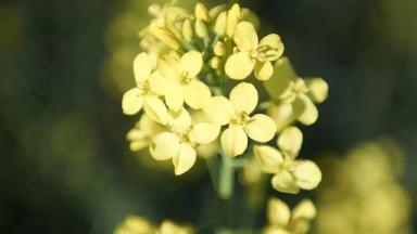 Брандер (BRANDER)