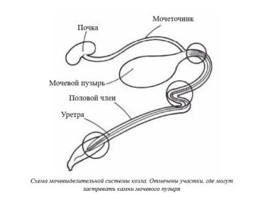 Харвуд – "Ветеринарное руководство по здоровью и благополучию коз". Гл. 17