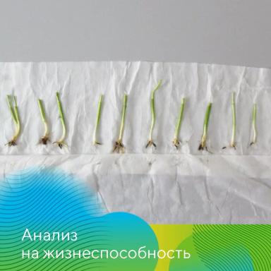 Озимые. Готовимся к весне