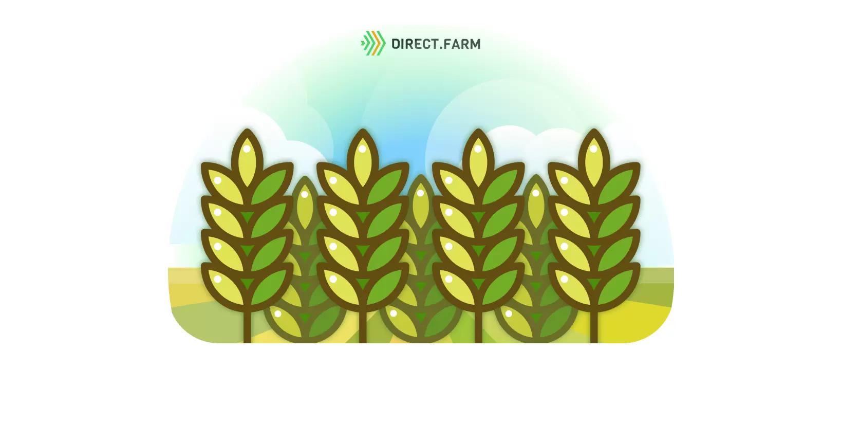 Фунгицидная обработка в фазу цветения пшеницы