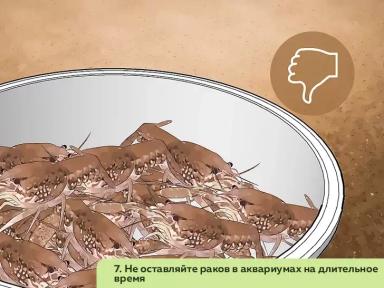 Как организовать ферму по разведению пресноводных раков. Часть 3