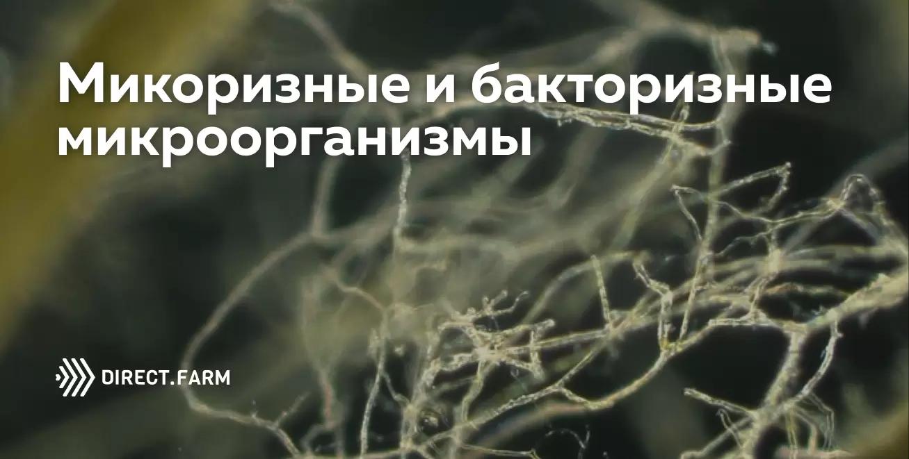 За ризосферными микроорганизмами будущее?