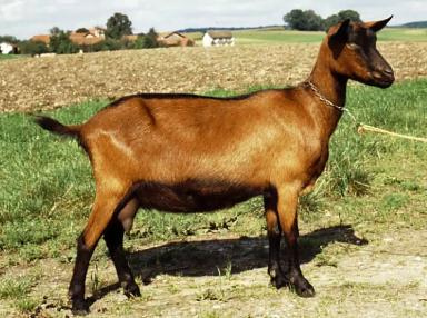 Немецкая пестрая