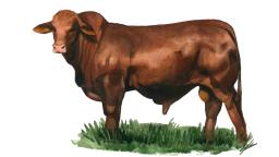 Санта-Гертруда