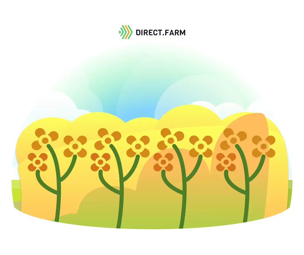 Как ускорить созревание рапса?