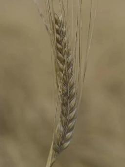 Ячмень яровой Евгения