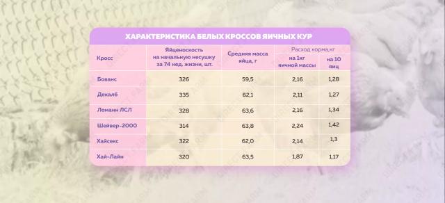 Как выбрать породу кур-несушек
