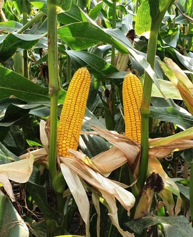 СИ Энермакс - гибрид кукурузы ( Zea mays L.).