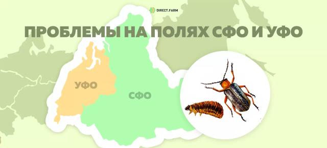 Угроза: Пьявица красногрудая