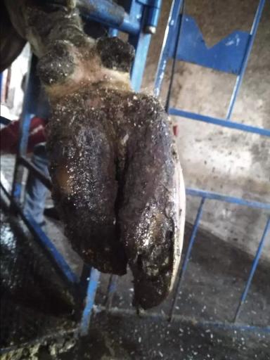 Гипертрофированное копытце