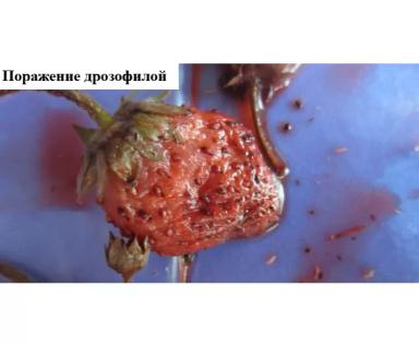 Проблемы выращивания земляники садовой – 10 ключевых причин