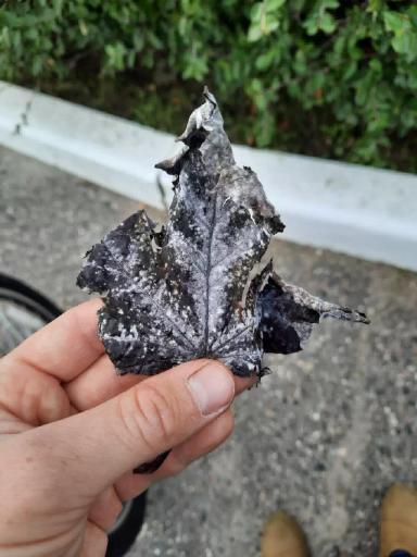 Типичные заболевания клёна остролистного "Royal Red" или Беда не приходит одна