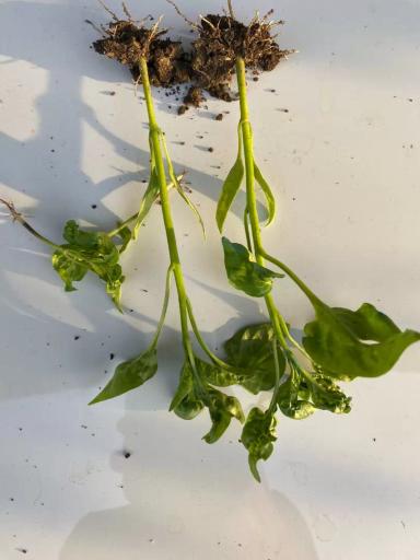 Подскажите в чем проблема?  Рассада перец сладкий