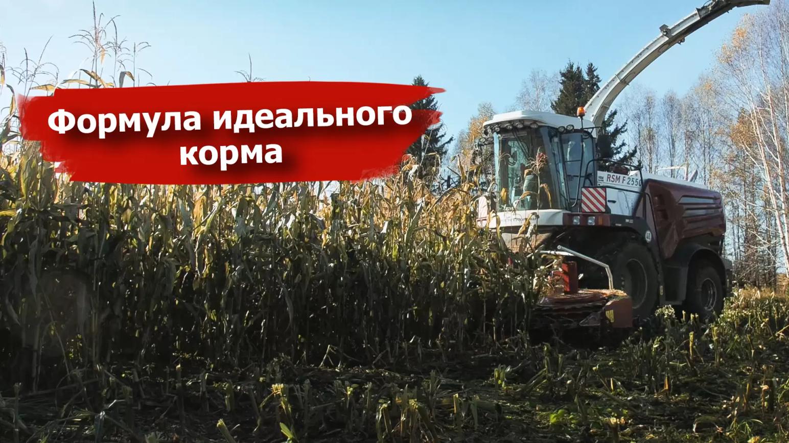 Формула идеального корма