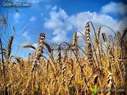 Пшеница на экспорт