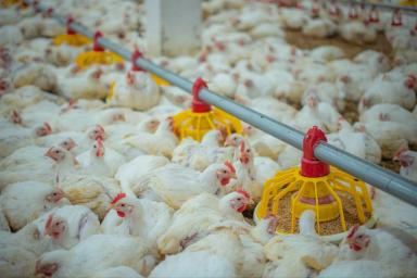 Asia Taren: Оборудование для современной птицефабрики