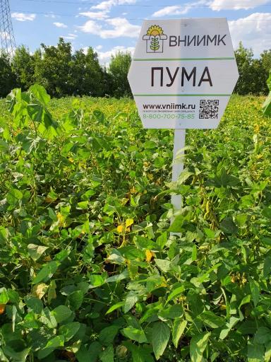Пума сорт сои