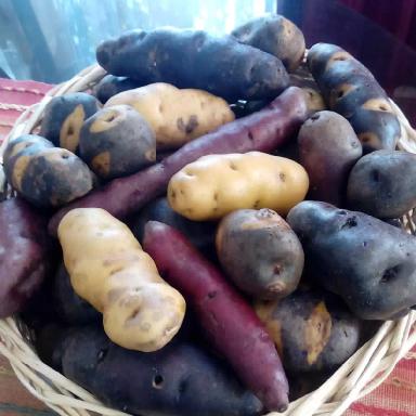 Мой друг Густаво