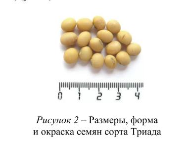 Триада соя