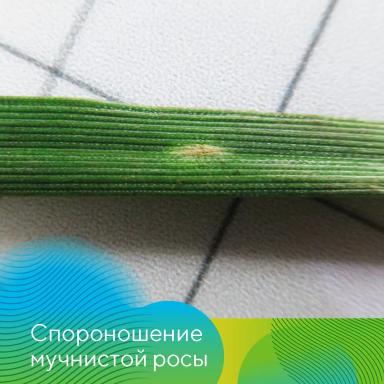 Озимые. Готовимся к весне