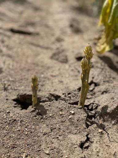 ЗАРАЗИХА НА ПОДСОЛНЕЧНИКЕ: КОГДА И КАК ИСКАТЬ