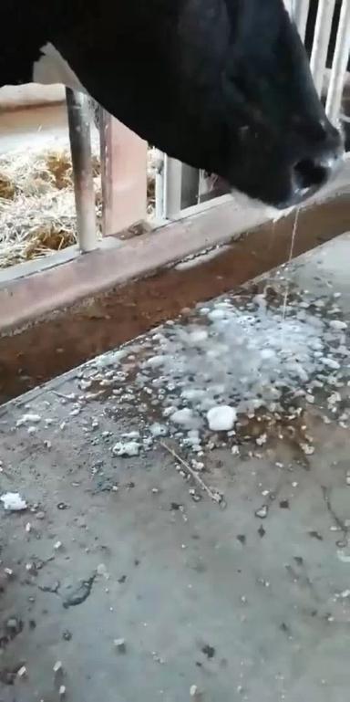 Вопросы из чатов: почему у коровы идет пеня изо рта? 