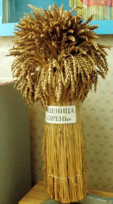 Ирень сорт мягкой яровой пшеницы