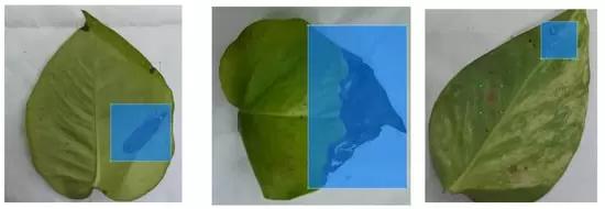 Определение состояния растений в режиме реального времени с помощью ИИ