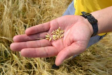 Самарский ячмень созрел первым!
