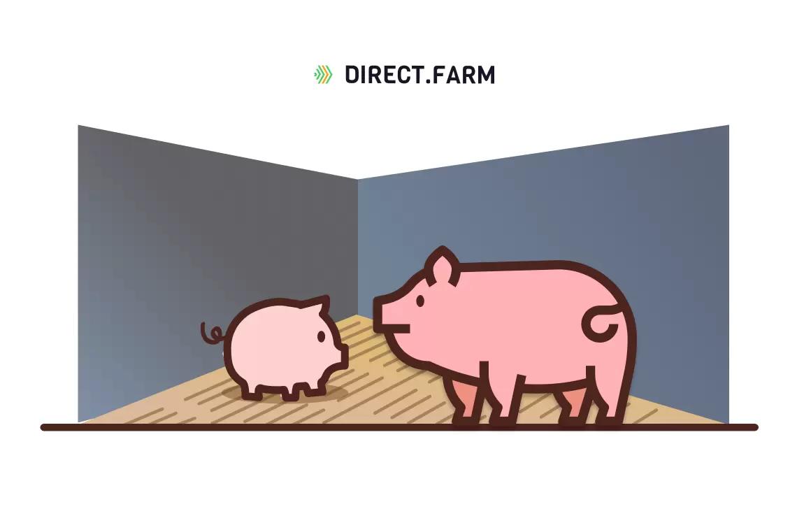 Полы в современном свинарнике