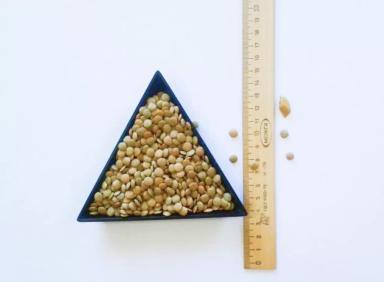 Екатериновская