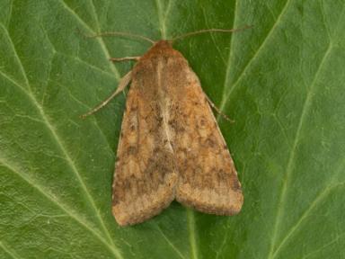 Имаго хлопковой совки