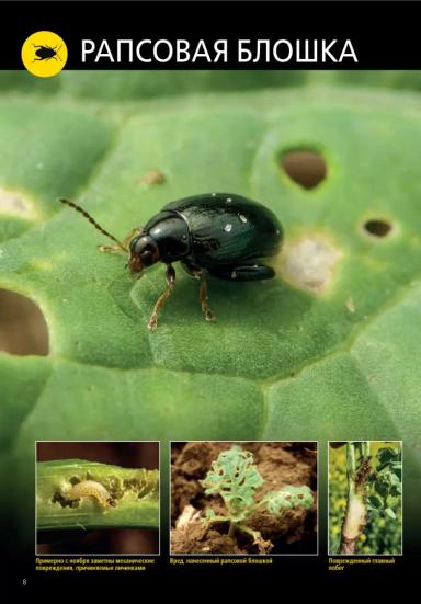 Рапсовая блошка