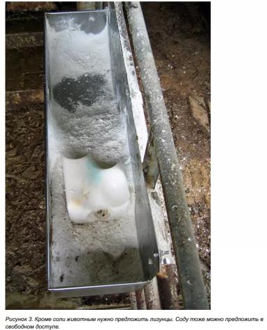 Как спасти корову от жары?