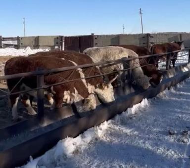 Убойных выход мяса % реальные цифры