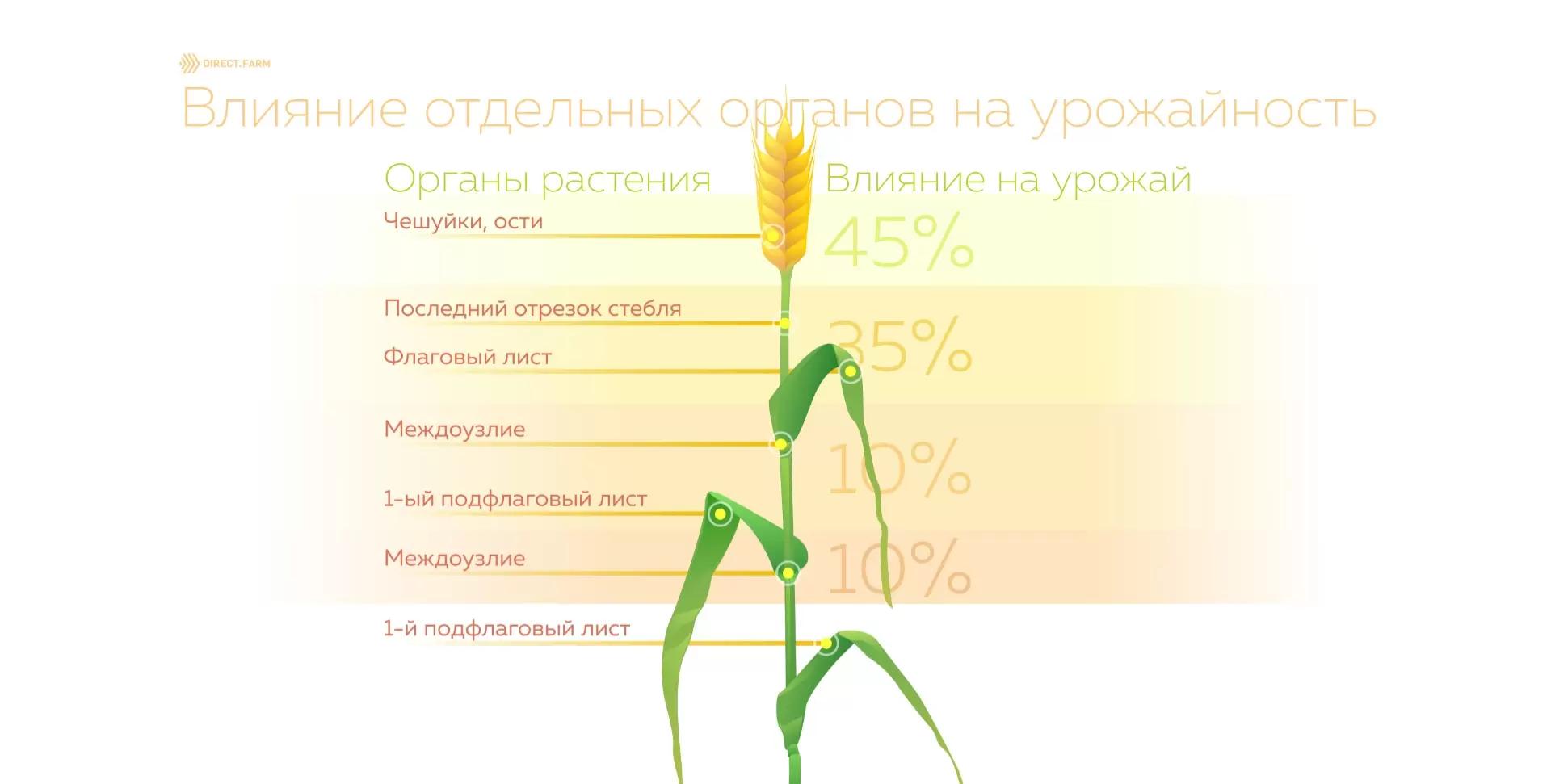 Влияние отдельных органов растений на урожайность