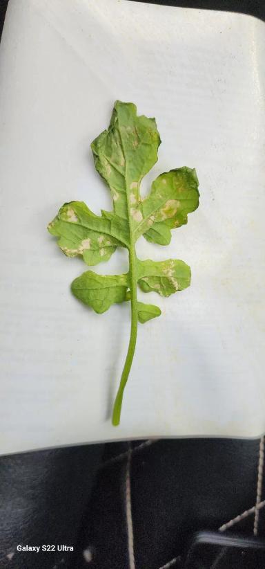 Какая болезнь или вредитель на горчице.