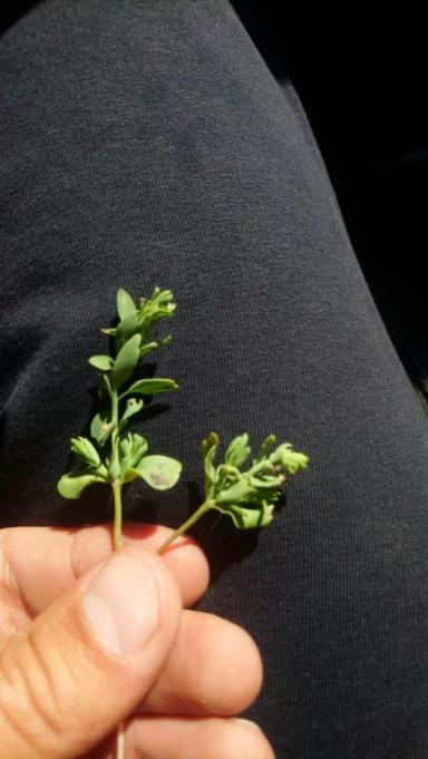 Агромониторинг. Трипс на льне.