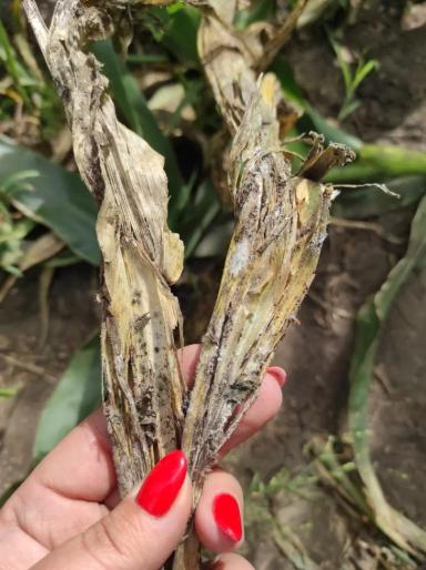 Деструкторы стерни: эффективность биопрепаратов компании BIONA