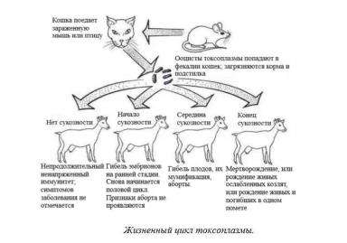Харвуд – "Ветеринарное руководство по здоровью и благополучию коз". Гл. 6., ч. 2