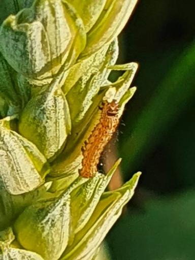 Вопросы из чатов: что за вредитель?