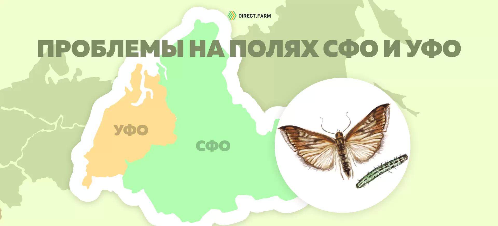 Внимание! Массовый лет Лугового мотылька